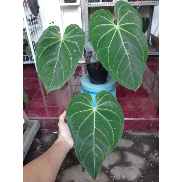 anthurium magnificum verde kuping gajah medium
