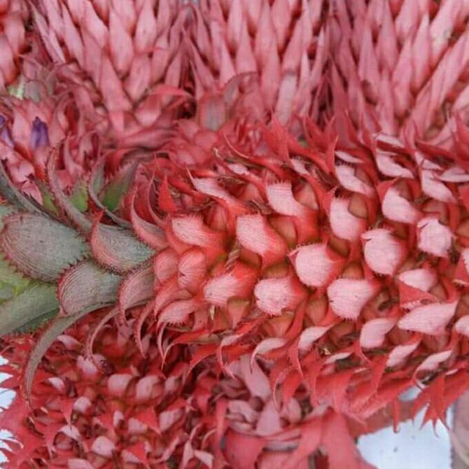 

SAYUR & BUAH NANAS MUDA MERAH 1 PCS MAKANAN & MINUMAN