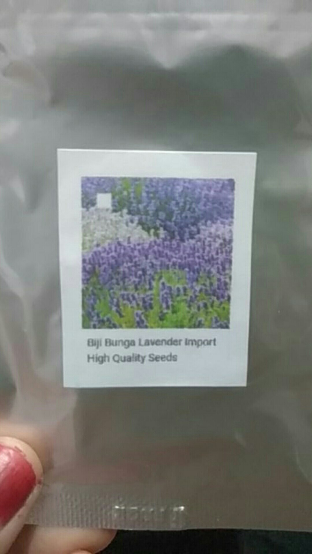 Biji Bunga Lavender Import High Quality Seeds
