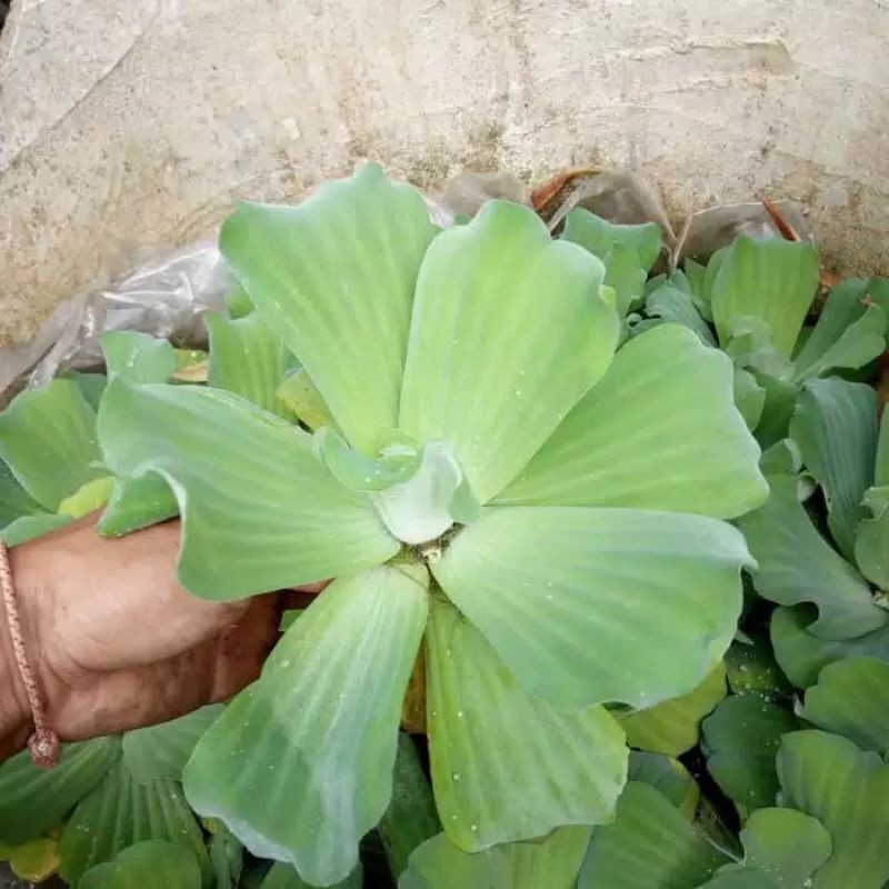 tanaman air apu-apu, eceng gondok mini