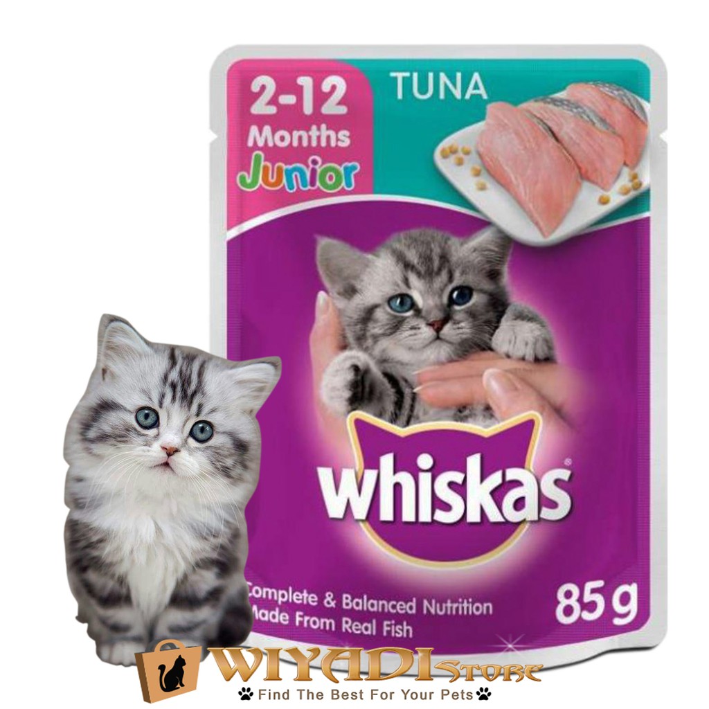 40+ Gambar hewan kucing dan makanannya release