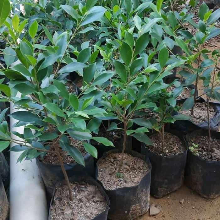 Bibit Beringin Kimeng