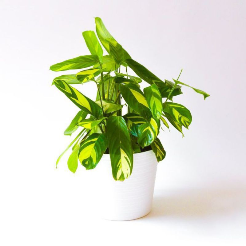 Tanaman Hias Calathea Lubersiana / Tanaman Hias Calathea Lubersiana