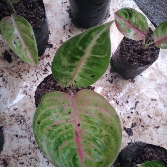 aglonema moonlight baby