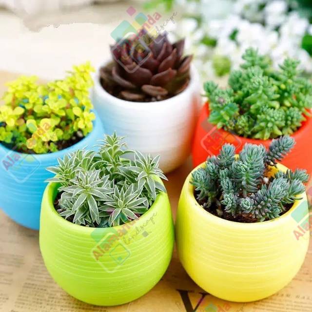 Pot bola / pot bola aneka warna/ hiasan meja/ pot hias/ pot bulat