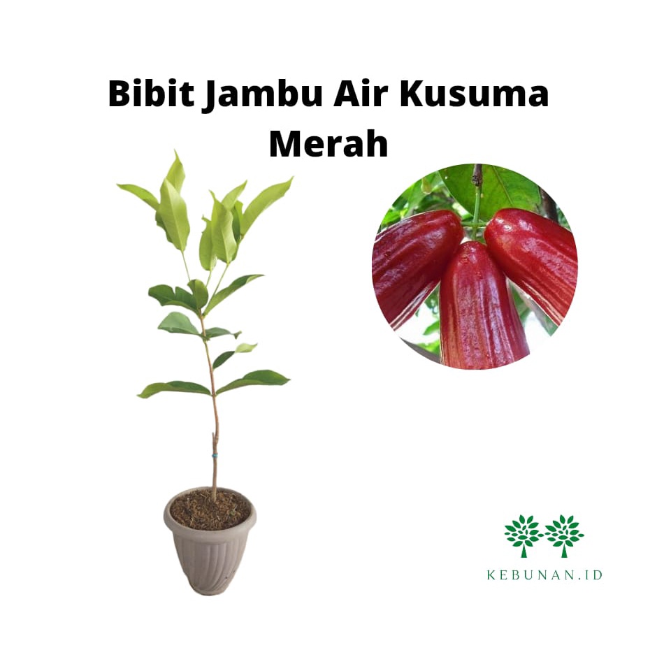 Bibit Jambu Air Kusuma Merah/Tanaman Jambu Air Kusuma Merah