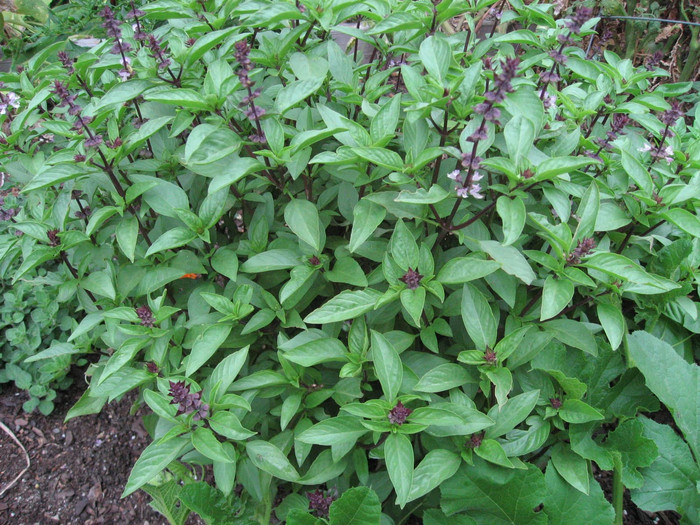 Haira Seed Bibit-Biji Thai Basil