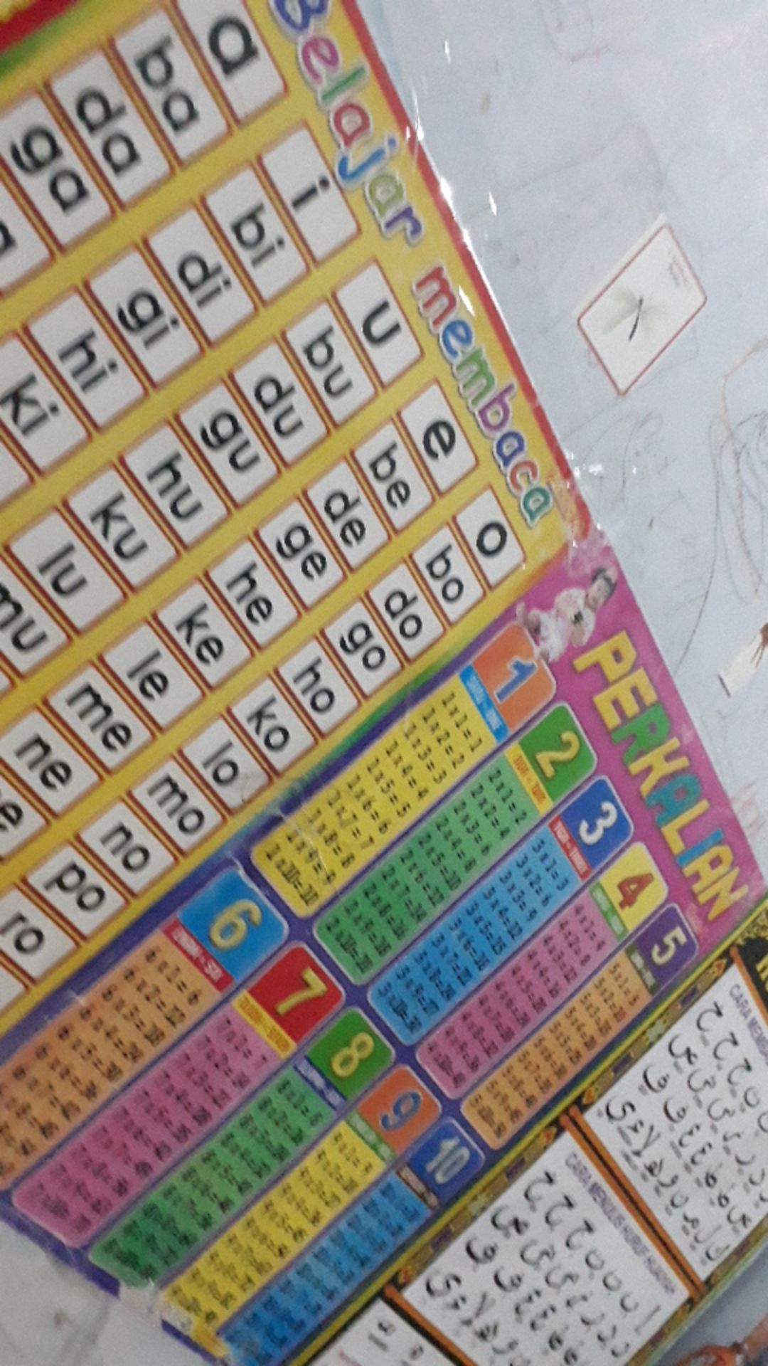 Bibit Tanaman Alpukat Wina Jumbo