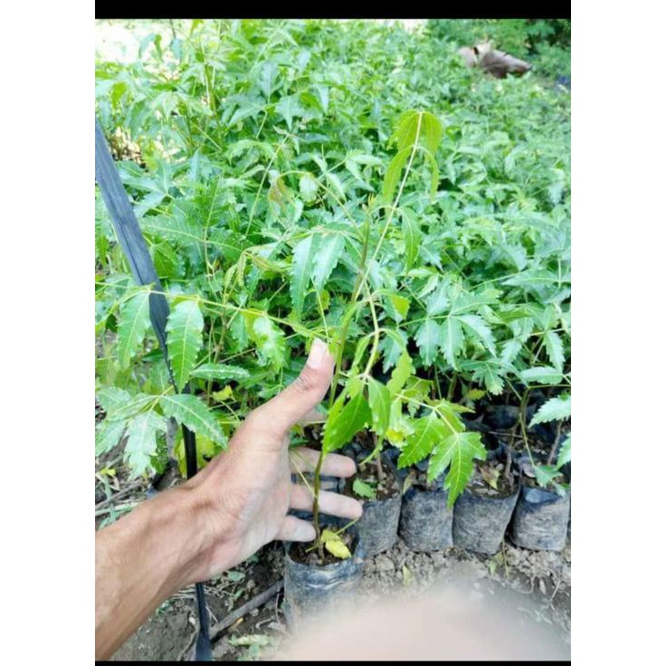 Cl3R Diskon Bibit Pohon Daun Mimba Mimbo Murah