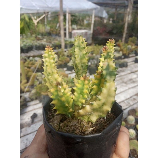 kaktus ulat varigata/kaktus murah/kaktus ownroot