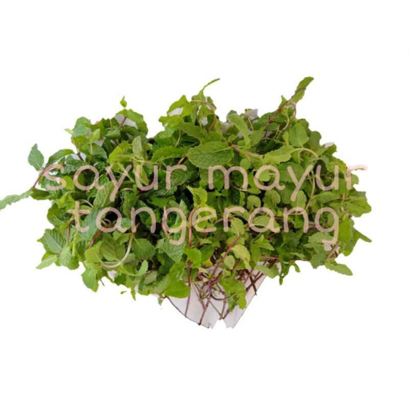 

Daun Mint/250g