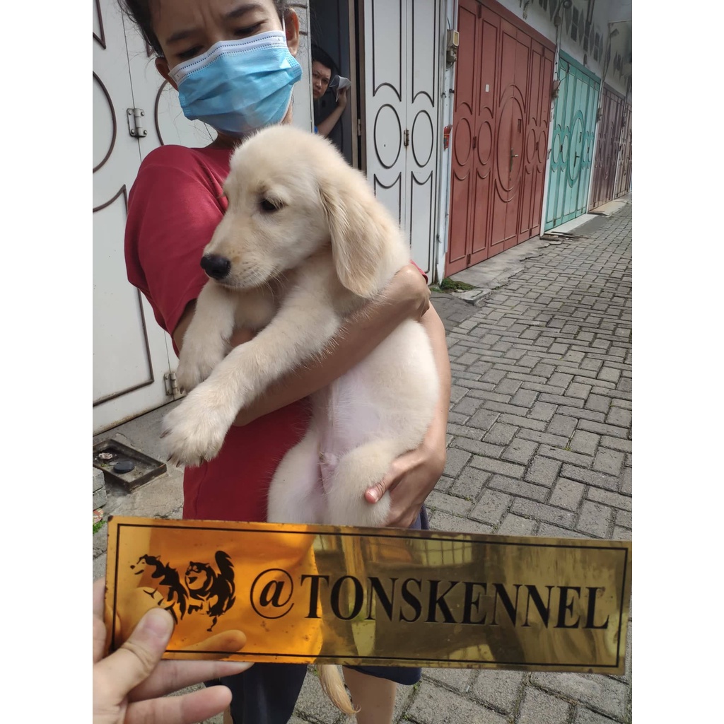 Golden Retriever Stb Vaksin Big Bone Long Hair Microchip Ready / Jual Anjing di Medan