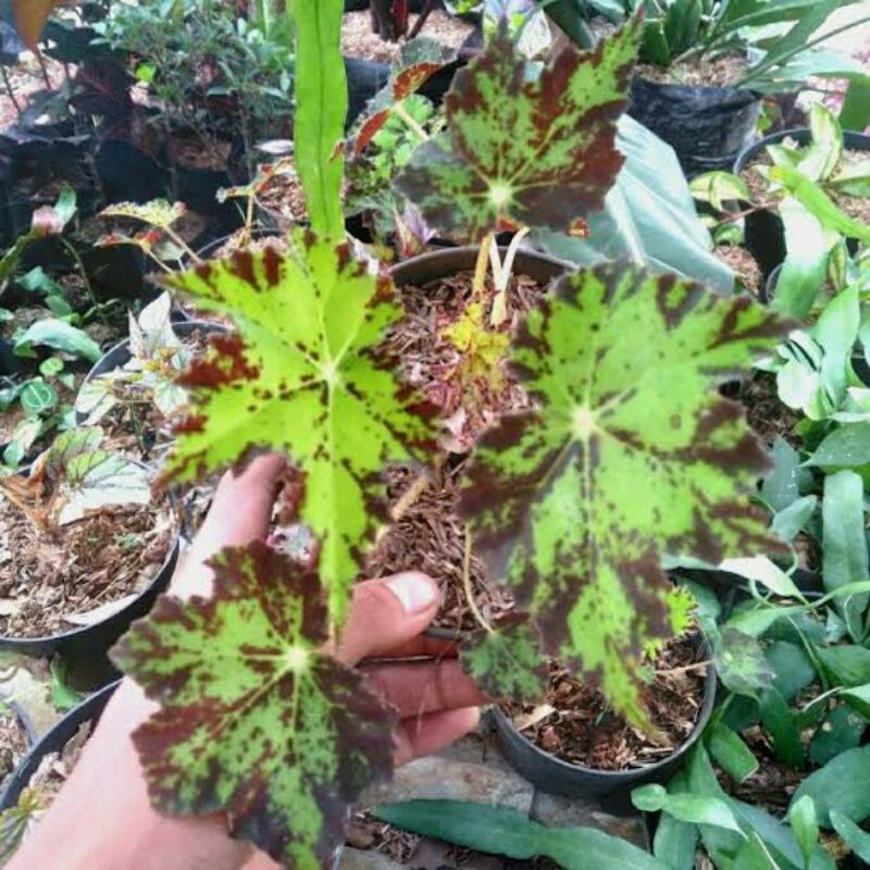 Begonia Bintang