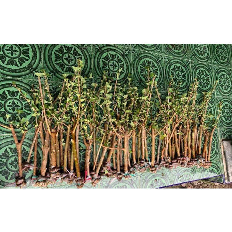 bibit fresh cangkok jambu kristal merah jumbo batang besar