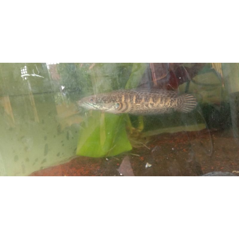 channa auranti_14-16 cm