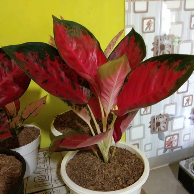 Aglaonema suksom jaipong indukan