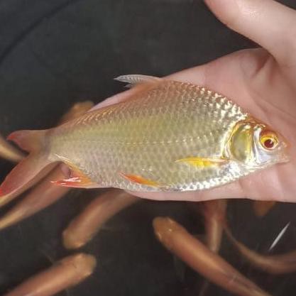 Terlaris Ikan Hias Tankmate Predator Kapiat Albino Big Size