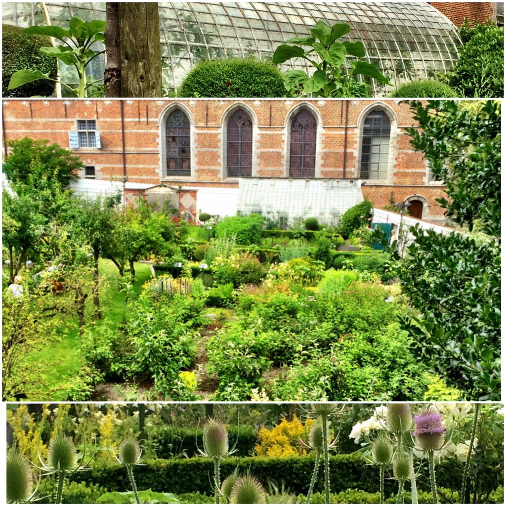 BS-BYL Benih Herbal Bibit Herb Herba Daun Mint Peppermint Lavender Basil Kale Kucai Coriander Parsley Alfalfa Grass-2