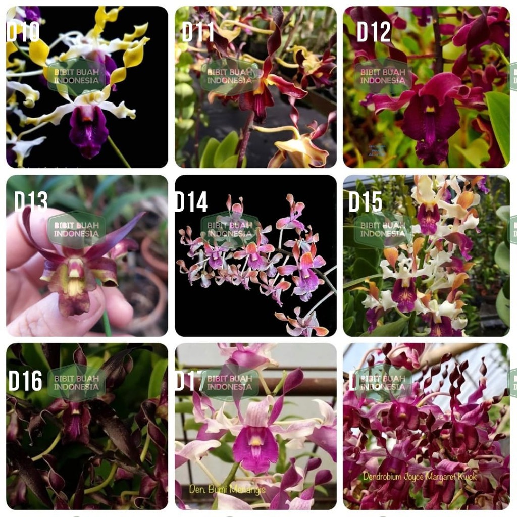 Botol Anggrek Dendrobium Keriting