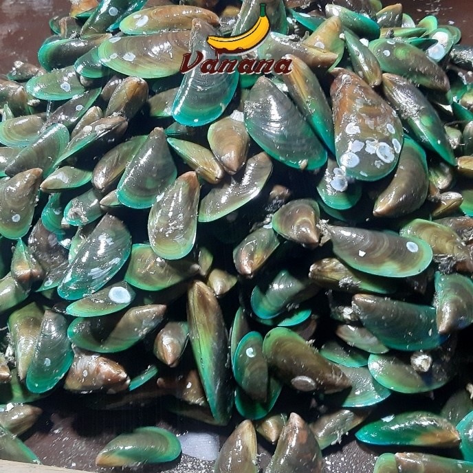 

Kerang ijo 1kg (1000g)