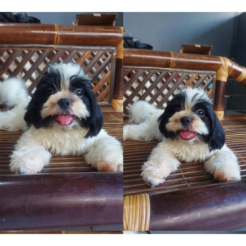 Anjing Mini Shih Tzu Jantan