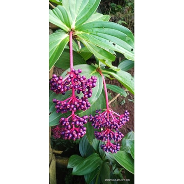 

BUAH PARIJOTO TANGKAI BESAR PROMIL HERBAL