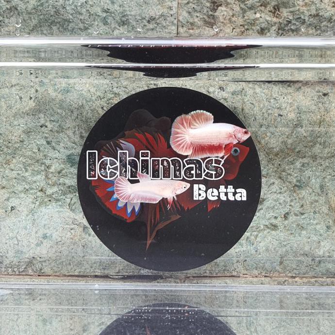 Terlaris Cupang Red Dragon Snow Top Grade 1 Pair Nemo Multicolor Avatar