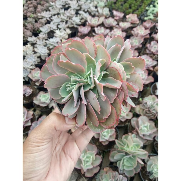 Kaktus sukulen jumbo murah E. Crusted