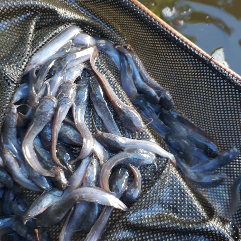 Bibit ikan lele ukur 6 7cm harga per 100 ekor Shopee Bibit ikan lele ukur 6 7cm harga per 100 ekor Shopee