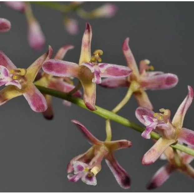 anggrek ascriopsis javanica/anggrek species