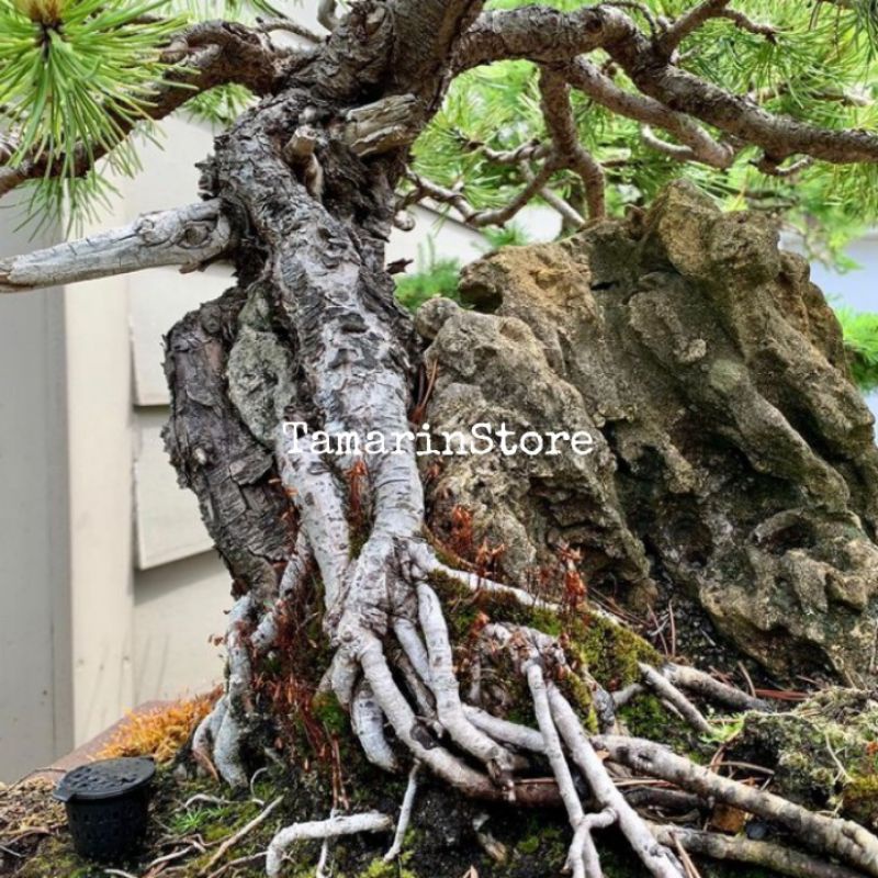 Biji Benih Bahan Bonsai Mugo Pine Untuk Bahan Bonsai - Import