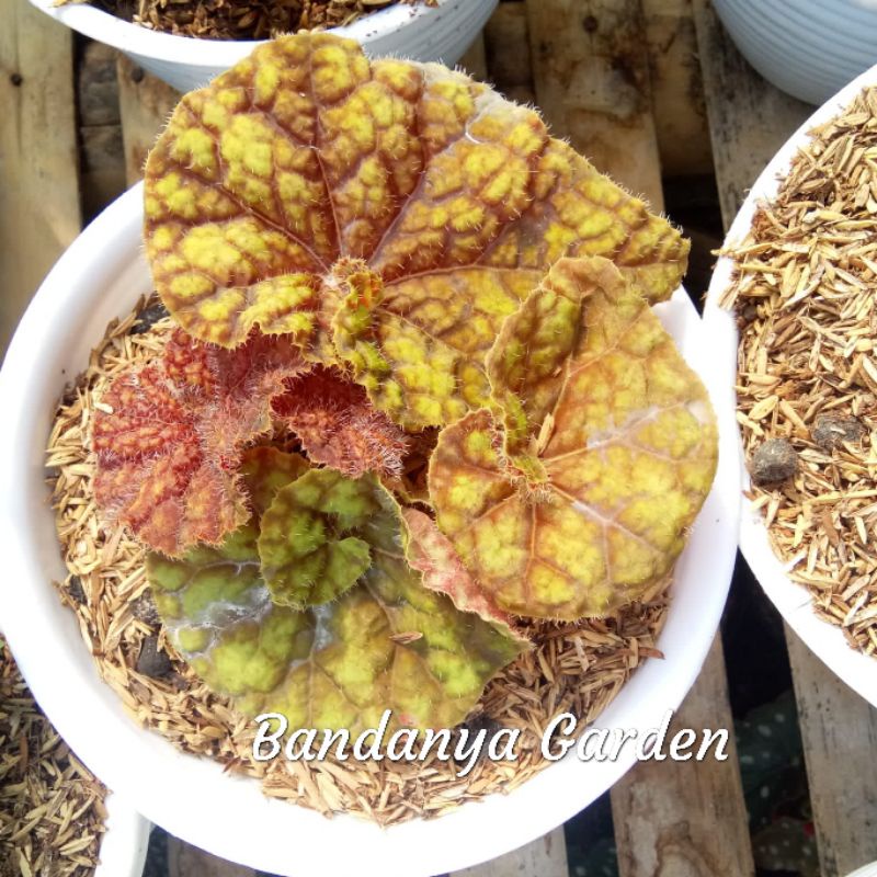 Tanaman Hias Begonia Marmaduke Keong Kuning