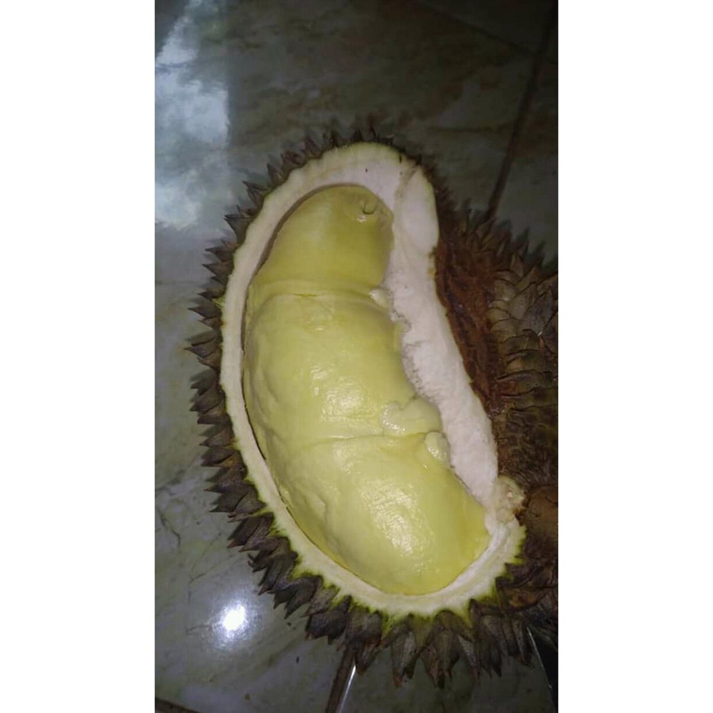 Durian Montong Bali