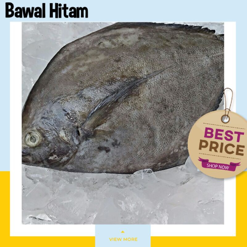 

TERMURAH !!! IKAN BAWAL LAUT 1kg/Pack