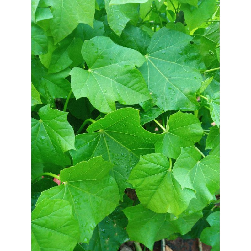 daun jarak pagar daun jarak segar