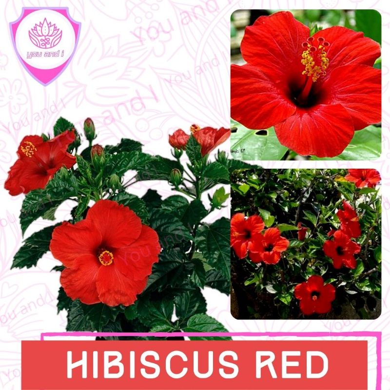 Benih HIBISCUS RED Biji Bunga Kembang Sepatu