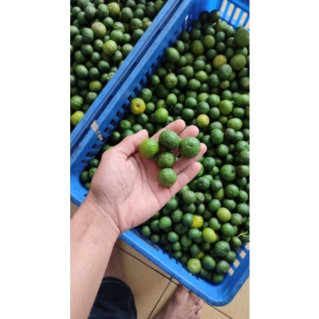 

jeruk limau / jeruk limo per 2kg