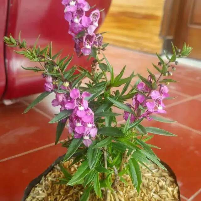 Bunga Lavender Lokal / ANGELONIA