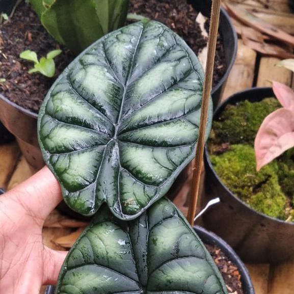 Promo tanaman hias alocasia dragon scale