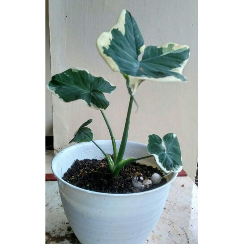 tanaman hias caladium kantong semar / caladium tikus / caladium varigata / keladi