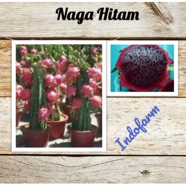 Tanaman Bibit Buah Naga Hitam