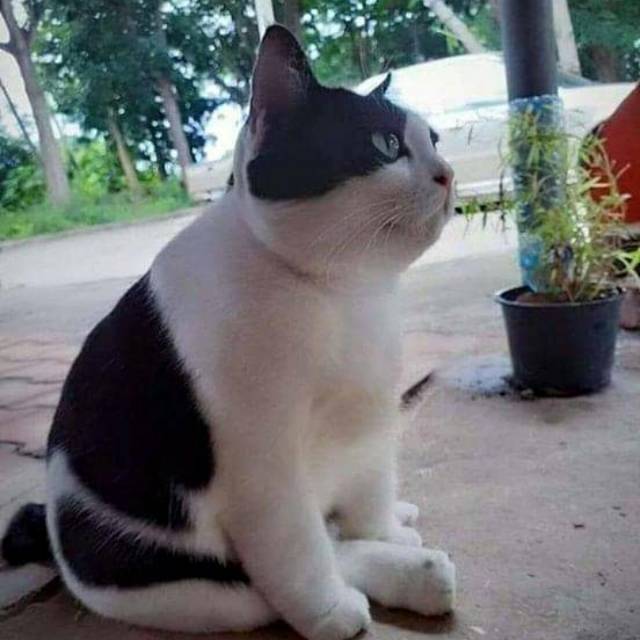 agus_setiawan12345678