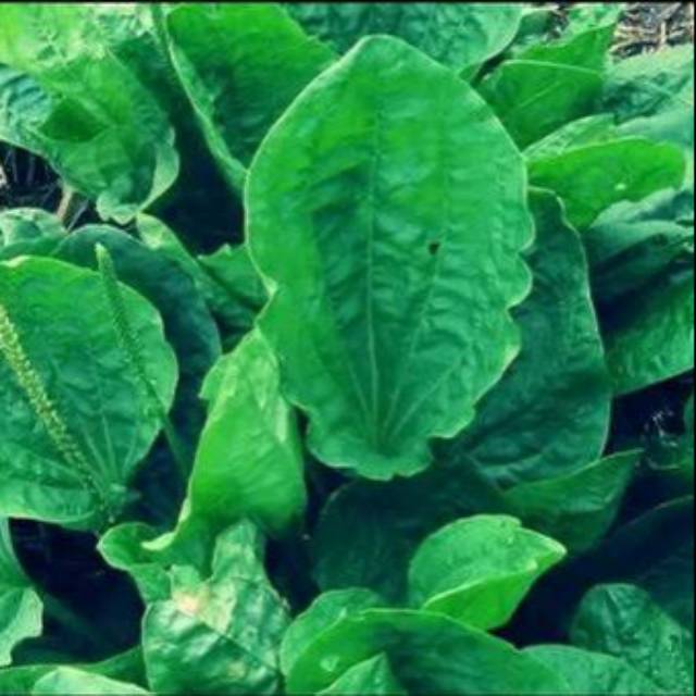 

Daun Ki Urat 500 gram