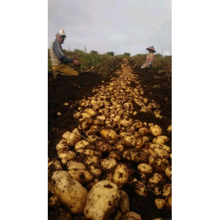 

kentang jumbo 1/2 kg
