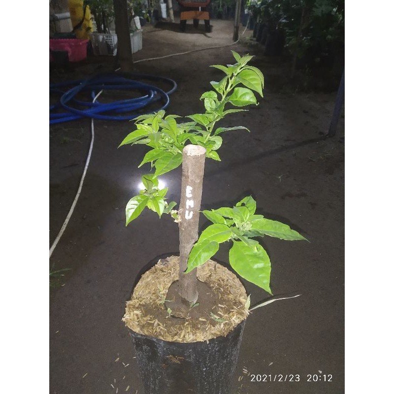 bibit bougenville ekor musang ungu ori dan sambungan