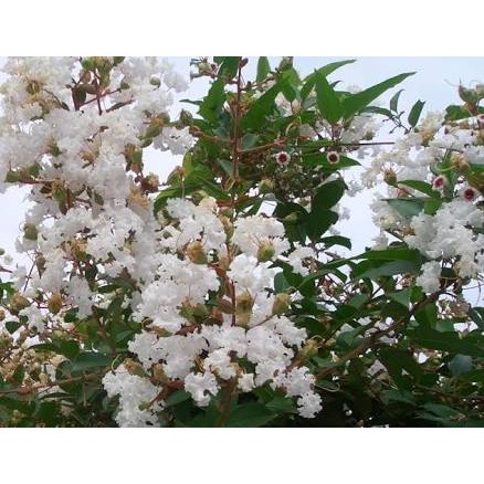 tanaman hias bunga sakura lokal putih