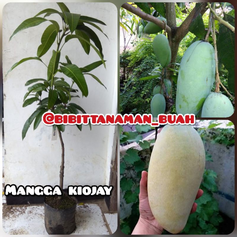 Bibit mangga kiojay / mangga kiojay / Bibit mangga