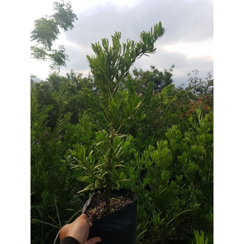 Bahan bonsai lohansung  kapsul-/+ 80 cm