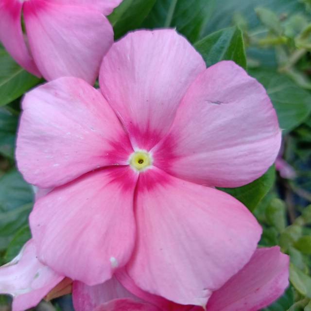 Benih vinca G24vinca.benih vinca grosir.vinca tegak.bunga vinca tegak.biji bungavincategak.benih vin