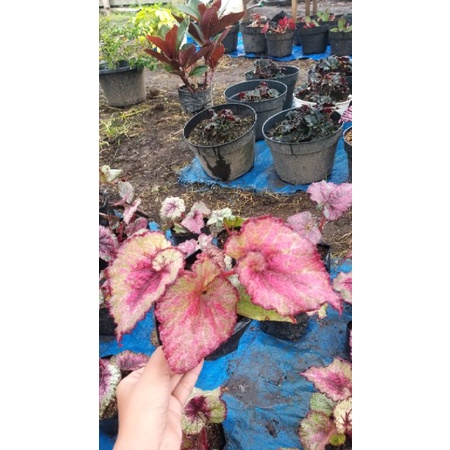 anakan begonia keong pink gerigi